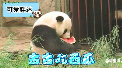 熊猫头吃瓜,萌化你的夏日时光