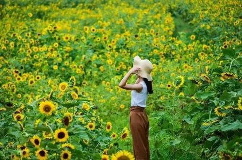 吃瓜种田好悠闲txt,吃瓜种田的幸福生活