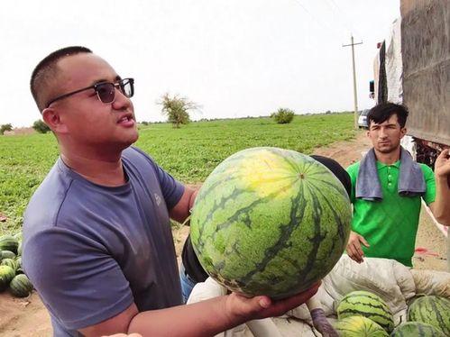 洋流吃瓜,揭秘海洋中的神秘瓜事