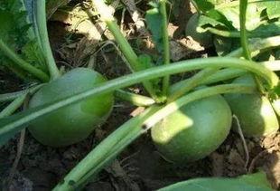 海伦司阜阳吃瓜,揭秘背后的真相与影响