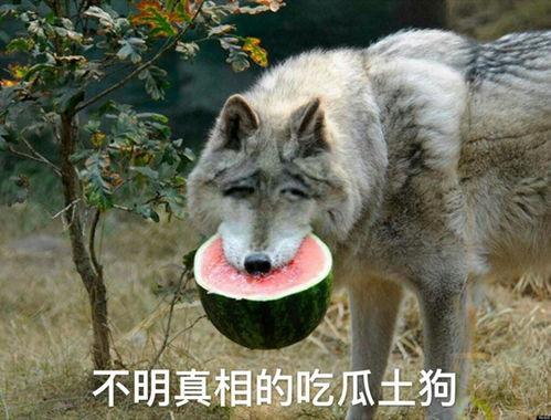 吃瓜狼大股,一场股市风云的传奇故事