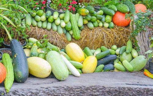 寺庙夏吃瓜,寺庙里的瓜果飘香